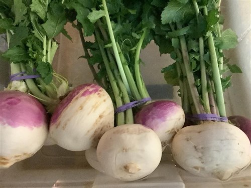 Turnips